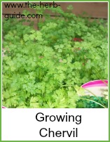 chervil in pots