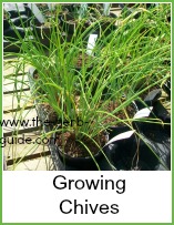 fresh young chives growing in pots