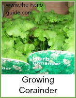 leafy coriander