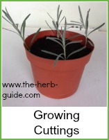 lavender cuttings in a pot