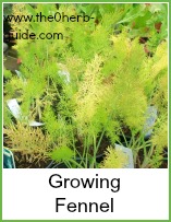 growing fennel