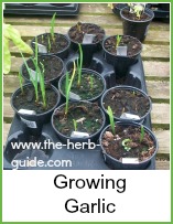 garlic growing in pots