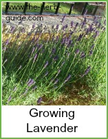 Flowering lavender growing in a garden