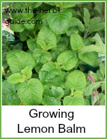 lemon balm growing in pots