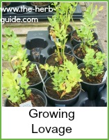 lovage in pots