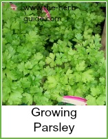 parsley growing in a pot