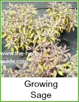 growing sage