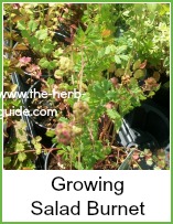 salad burnet growing