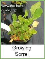 sorrel growing in pots