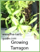 growing tarragon