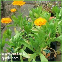 calendula as a herbal haemorrhoid remedy calendula as a herbal haemorrhoid remedy