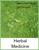 daisies growing in grass