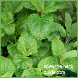 lemon balm