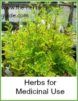 medicinal use herbs