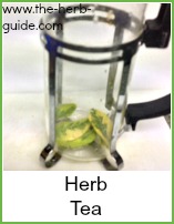 making herbal tea in a cafetière