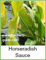 horseradish to make sauce
