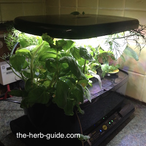 aerogarden growing herbs aerogarden growing herbs