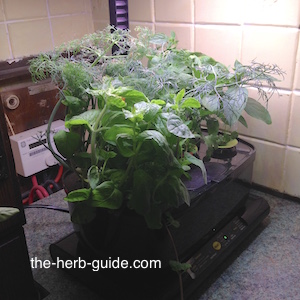 aerogarden with mint aerogarden with mint