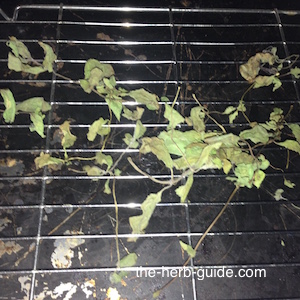 mint dried mint dried