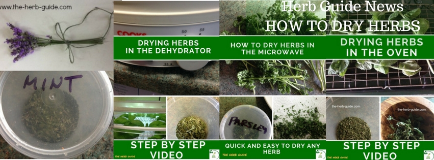 How To Dry Fresh Herbs Using A Dehydrator – Herbal Academy