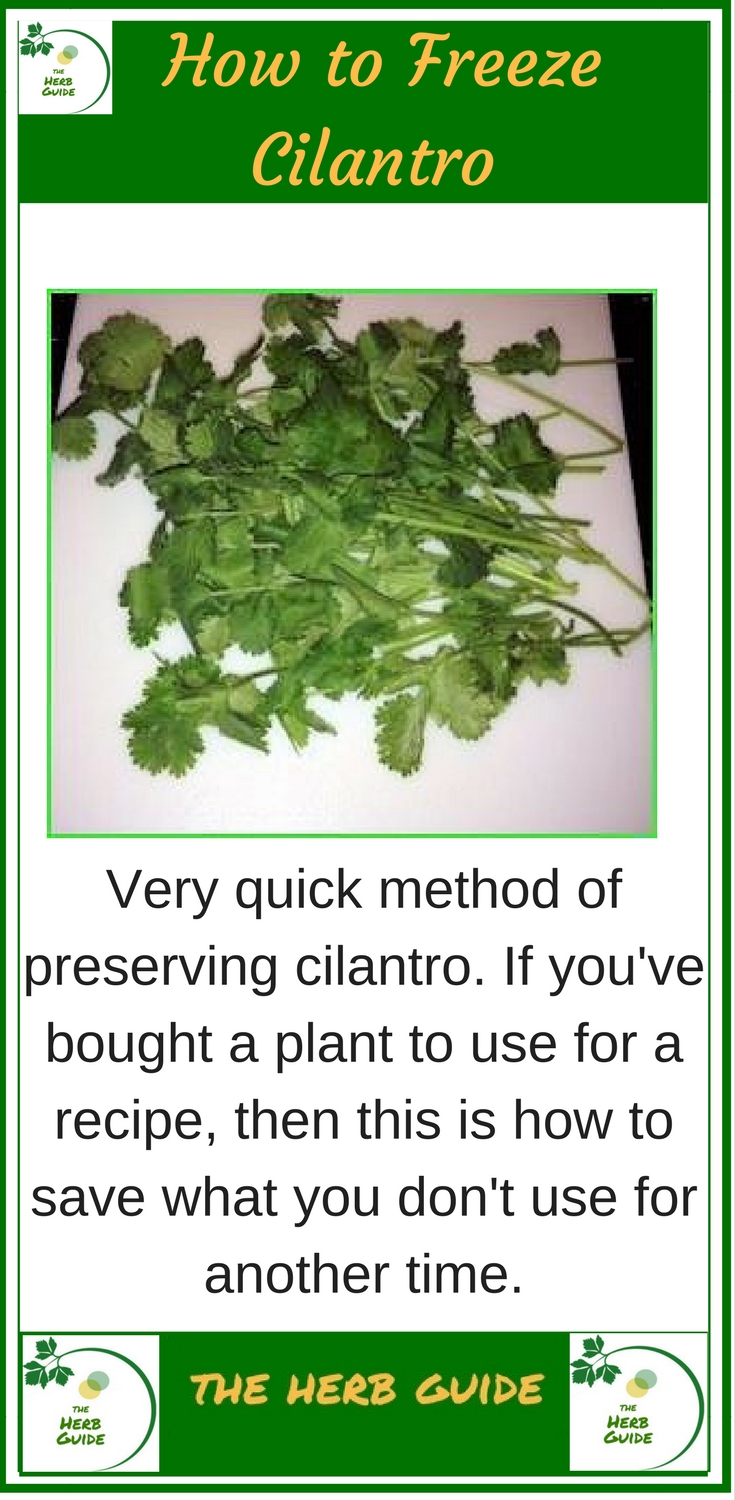 Freezing Cilantro