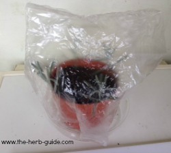 Lavender cuttings in a plastic bag propagator Lavender cuttings in a plastic bag propagator