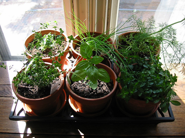 pots of herbs in the shade