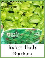 basil growing indoors