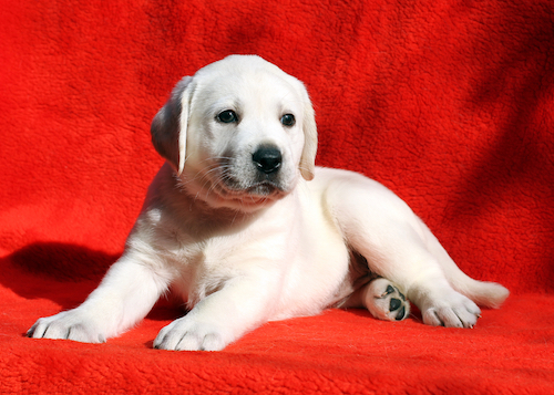 Labrador puppy