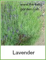 lavender