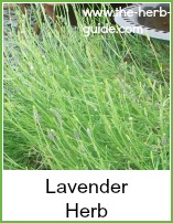 lavender growing in the garden
