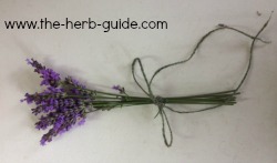 lavender stems tied ready for drying lavender stems tied ready for drying
