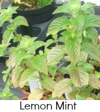 lemon mint lemon mint