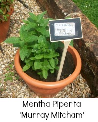 mentha piperata mentha piperata