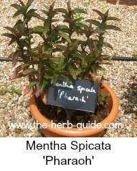 mentha spicata 'Pharaoh' mentha spicata 'Pharaoh'