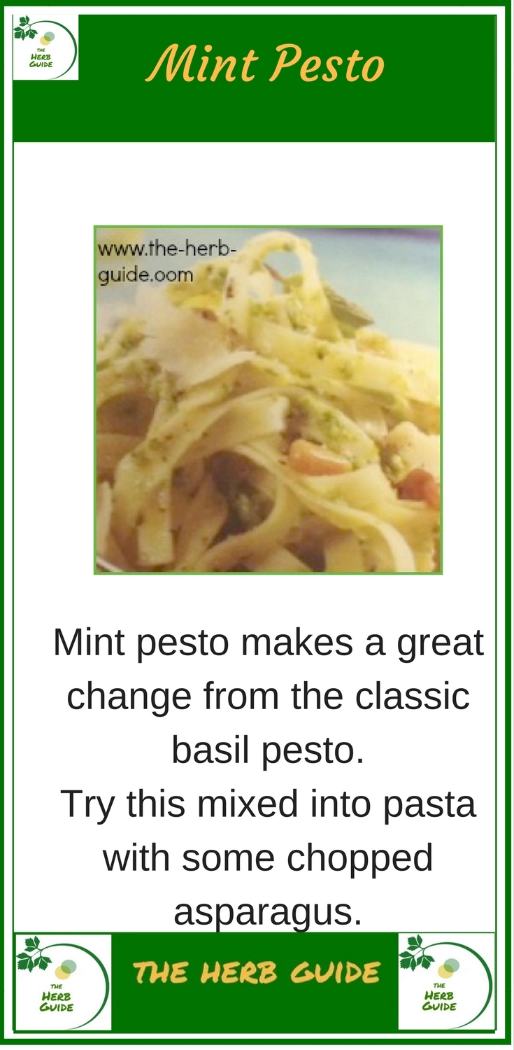 mint pest on tagliatelle