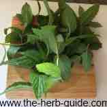 fresh mint on chopping board fresh mint on chopping board