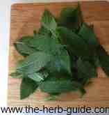 mint leaves picked off stalk mint leaves picked off stalk