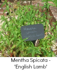 mentha spicata mentha spicata