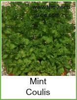 mint for mint coulis