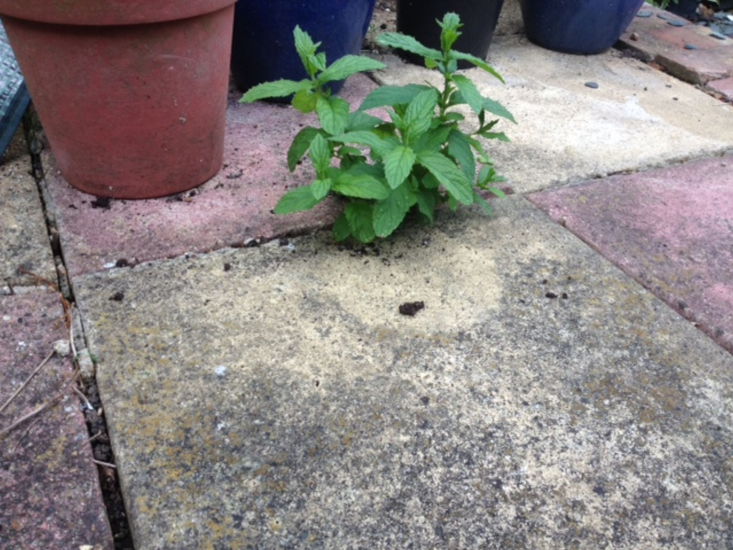 mint in my back garden growing through the paving slabs mint in my back garden growing through the paving slabs