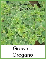 growing oregano