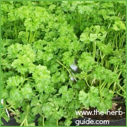 parsley