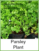 parsley plants in pots