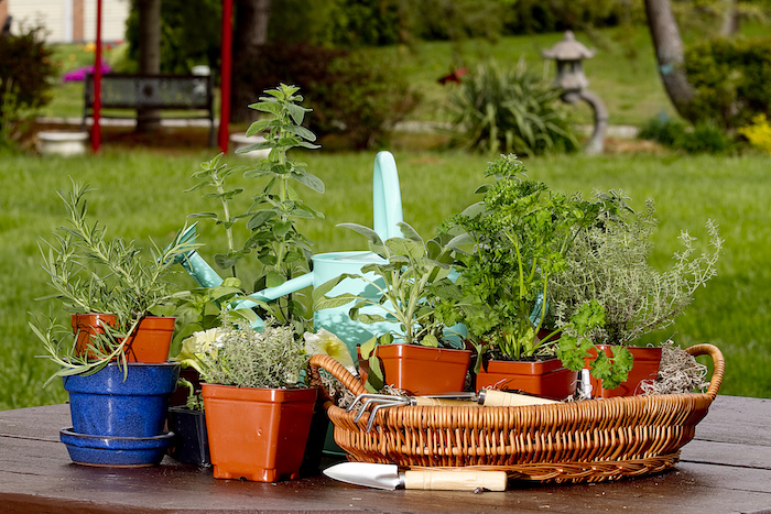 Herb Garden Design