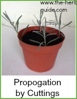 lavender cuttings for propagation