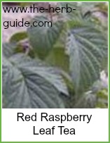 red raspberry leaf