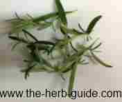 sprigs of rosemary sprigs of rosemary