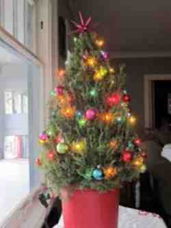 Rosemary christmas clearance tree