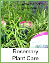 rosemary growing in pots